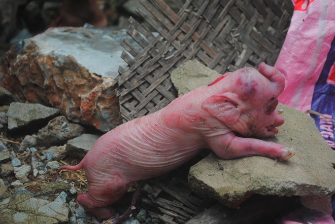 Người dân đổ xô xem lợn đẻ ra “voi” ở Nghệ An