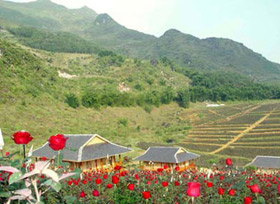 Thung lũng hoa hồng Sapa