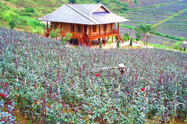 Thung lũng hoa hồng Sapa