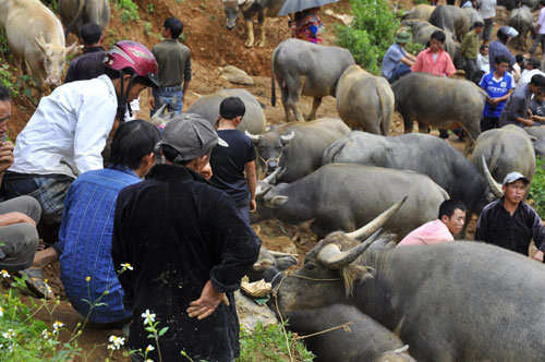 chợ cán cấu