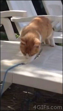 animal