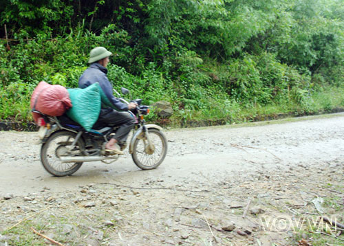 thu hoạch thảo quả