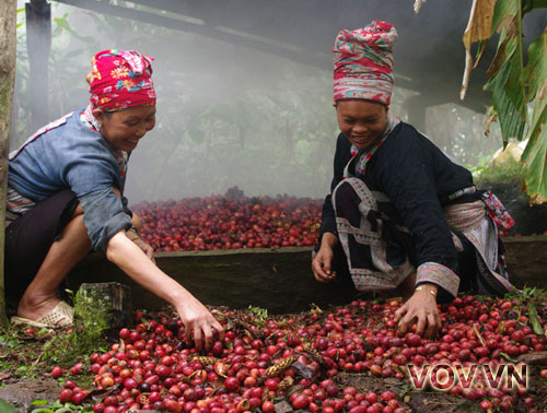 thu hoạch thảo quả