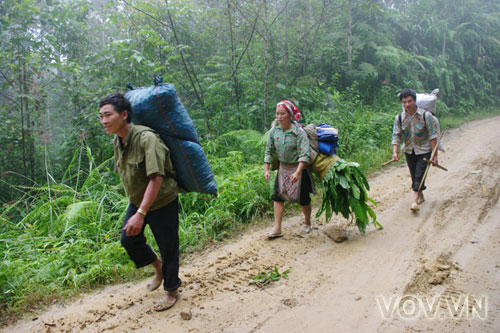 thu hoạch thảo quả